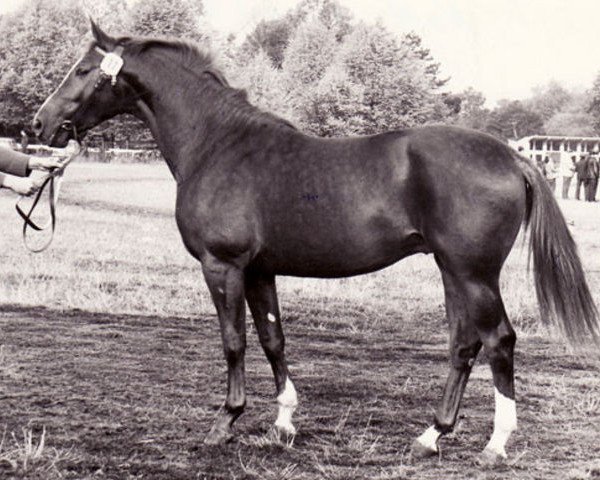 stallion Ramon II (Trakehner, 1972, from Neujahr)