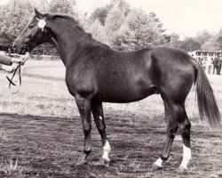 stallion Ramon II 1335 (Trakehner, 1972, from Neujahr Mo 1178)