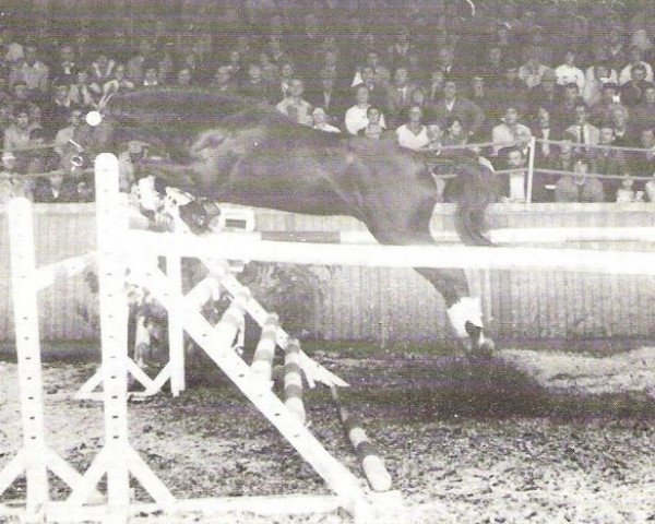 stallion Farao de Guldenboom (Belgian Warmblood, 1982, from Furioso II)