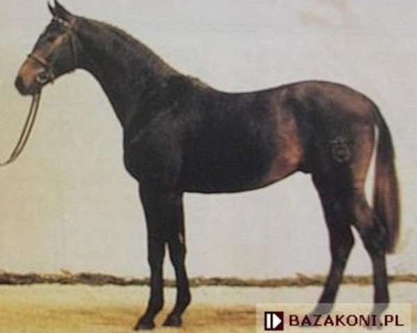 stallion Louis (Holsteiner, 1988, from Landgraf I)