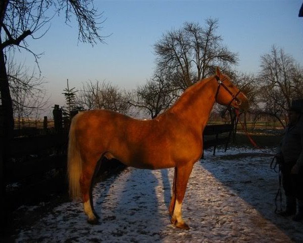 stallion Marat (Polish Warmblood, 1988, from Illit)