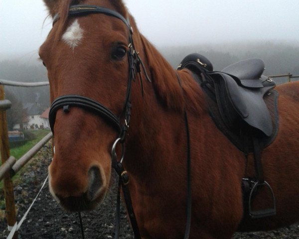 horse Liktor (Polish Warmblood, 2005, from Maraton)