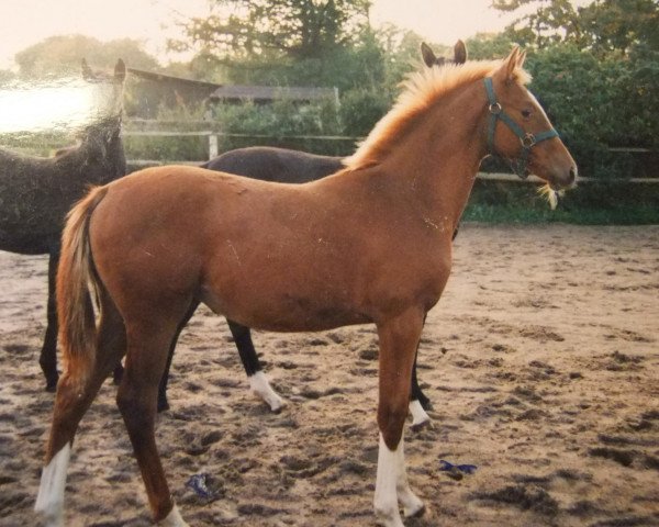 broodmare Sommite (Rommy) (Trakehner, 2001, from Kostolany)