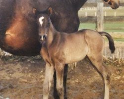 dressage horse Serenade XVIII (Trakehner, 2001, from Kostolany)