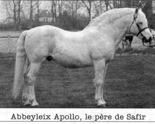 stallion Abbeyleix Apollo (Connemara Pony, 1971, from Carna Bobby)