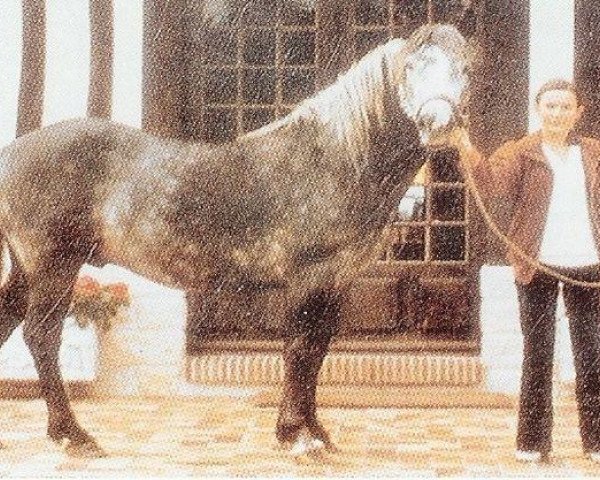 stallion I des Cartes (Connemara Pony, 1974, from Island Earl)