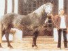 Deckhengst I des Cartes (Connemara-Pony, 1974, von Island Earl)