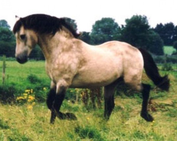 stallion Maam Hill (Connemara Pony, 1977, from Dun Aengus)