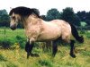 Deckhengst Maam Hill (Connemara-Pony, 1977, von Dun Aengus)