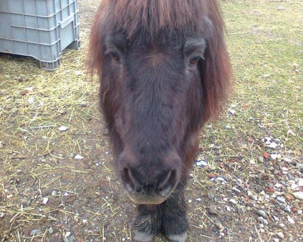 horse Krümmel 24 (Shetland Pony, 1984)