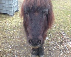 Pferd Krümmel 24 (Shetland Pony, 1984)