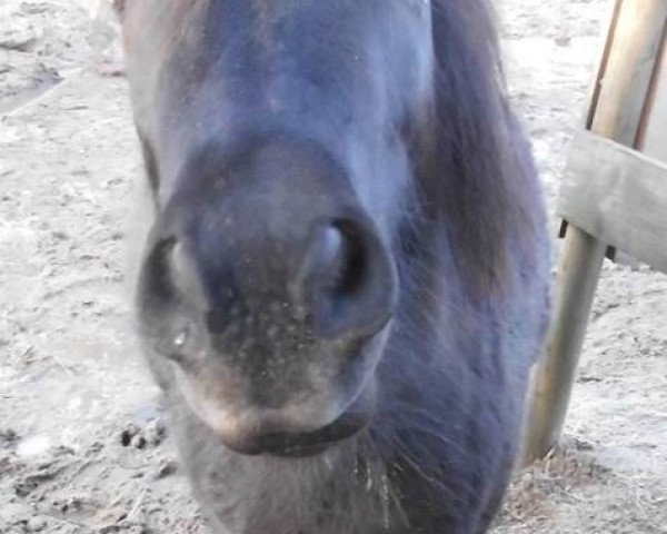 Pferd Bella's black Pepper (Shetland Pony, 2012)