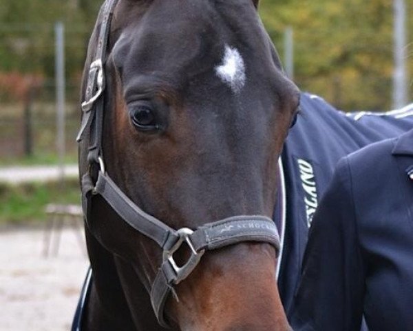 horse Caïro Maximus (Oldenburg, 2009, from Contendro I)