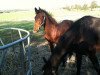 broodmare Montana (Mecklenburg, 2012, from Montender)