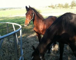 broodmare Montana (Mecklenburg, 2012, from Montender)