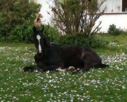 Springpferd Christuri (Mecklenburger, 2010, von Cristallo I)