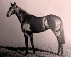 stallion The Phoenix xx (Thoroughbred, 1940, from Chateau Bouscaut xx)