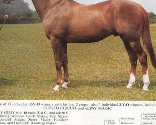 stallion Sky Gipsy xx (Thoroughbred, 1963, from Skymaster xx)