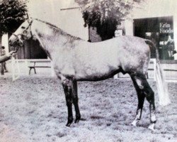 stallion Sky Boy xx (Thoroughbred, 1970, from Sky Gipsy xx)