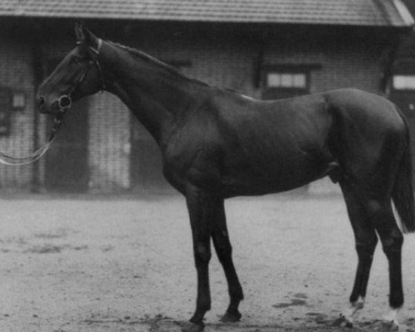 stallion Bridaine xx (Thoroughbred, 1914, from Gorgos xx)