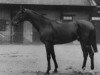 stallion Bridaine xx (Thoroughbred, 1914, from Gorgos xx)