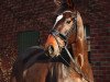 dressage horse Sir Locksley EB (Hanoverian, 2009, from Sir Donnerhall I)