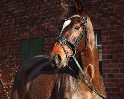 dressage horse Sir Locksley EB (Hanoverian, 2009, from Sir Donnerhall I)