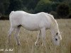 broodmare White Granite (Connemara Pony, 1974, from Marble)