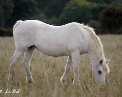 Zuchtstute White Granite (Connemara-Pony, 1974, von Marble)