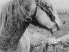 Deckhengst Clonjoy (Connemara-Pony, 1958, von Clonkeehan Auratum)