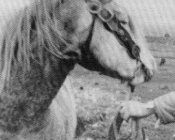 Deckhengst Clonjoy (Connemara-Pony, 1958, von Clonkeehan Auratum)