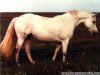 Zuchtstute Carrabaun Cracker (Connemara-Pony, 1974, von Carrabaun Boy)