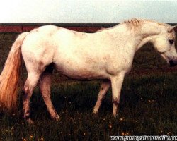 broodmare Carrabaun Cracker (Connemara Pony, 1974, from Carrabaun Boy)