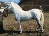 stallion I Love You Melody (Connemara Pony, 1996, from Idenoir)