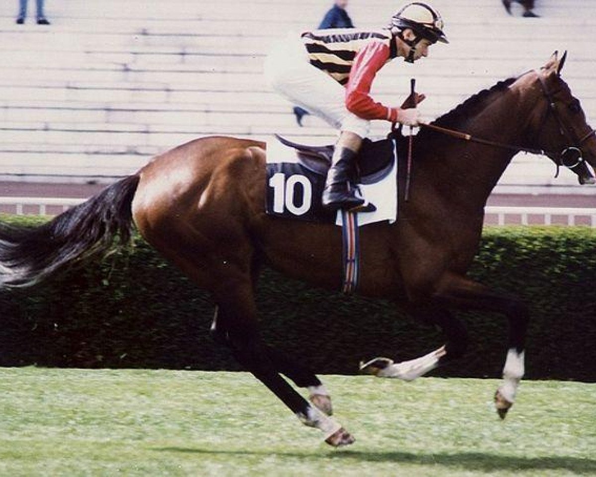Deckhengst Northern Park xx (Englisches Vollblut, 1988, von Northern Dancer xx)
