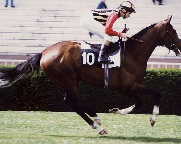 Deckhengst Northern Park xx (Englisches Vollblut, 1988, von Northern Dancer xx)