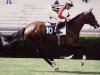 stallion Northern Park xx (Thoroughbred, 1988, from Northern Dancer xx)