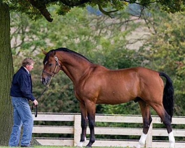 stallion Arko III (Oldenburg, 1994, from Argentinus)