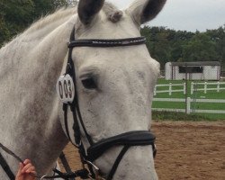 horse Andiamo (Polish Warmblood, 2007, from Rolex)