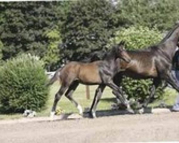 broodmare Zigeunerlist xx (Thoroughbred, 1988, from Tauchsport xx)