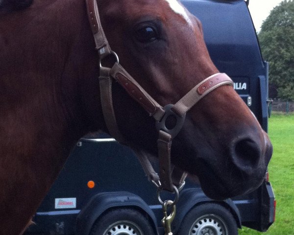 Pferd Unique Dancer (Deutsches Reitpony, 1994, von Golden Dancer)