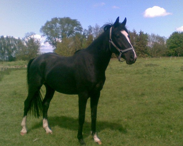 horse Favorit (Hanoverian, 2009, from Favoritas xx)