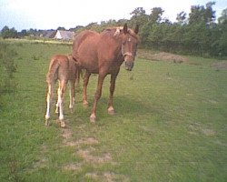 broodmare Rachel (Hanoverian, 1987, from Raphael)