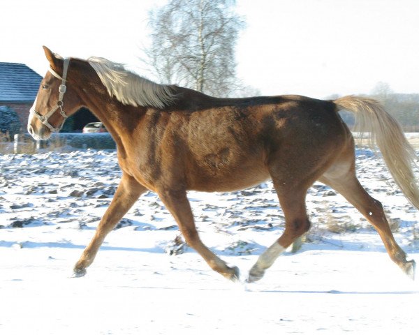 broodmare For Jacky (Hanoverian, 2004, from For Pleasure)
