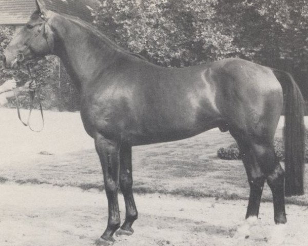 stallion Anstand (Westphalian, 1979, from Angriff)