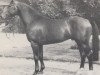 stallion Anstand (Westphalian, 1979, from Angriff)