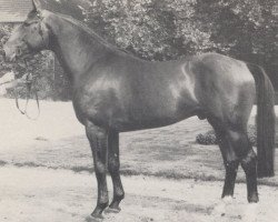 stallion Anstand (Westphalian, 1979, from Angriff)