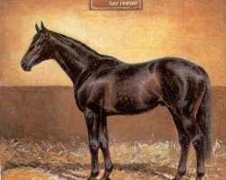 stallion Gay Mecene xx (Thoroughbred, 1975, from Vaguely Noble xx)