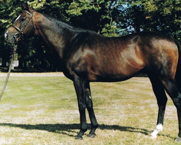 stallion Noblequest xx (Thoroughbred, 1982, from Gay Mecene xx)