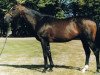 stallion Noblequest xx (Thoroughbred, 1982, from Gay Mecene xx)